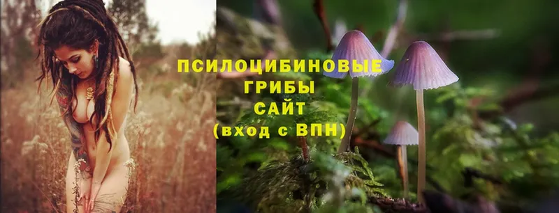 Псилоцибиновые грибы Psilocybine cubensis  Бузулук 